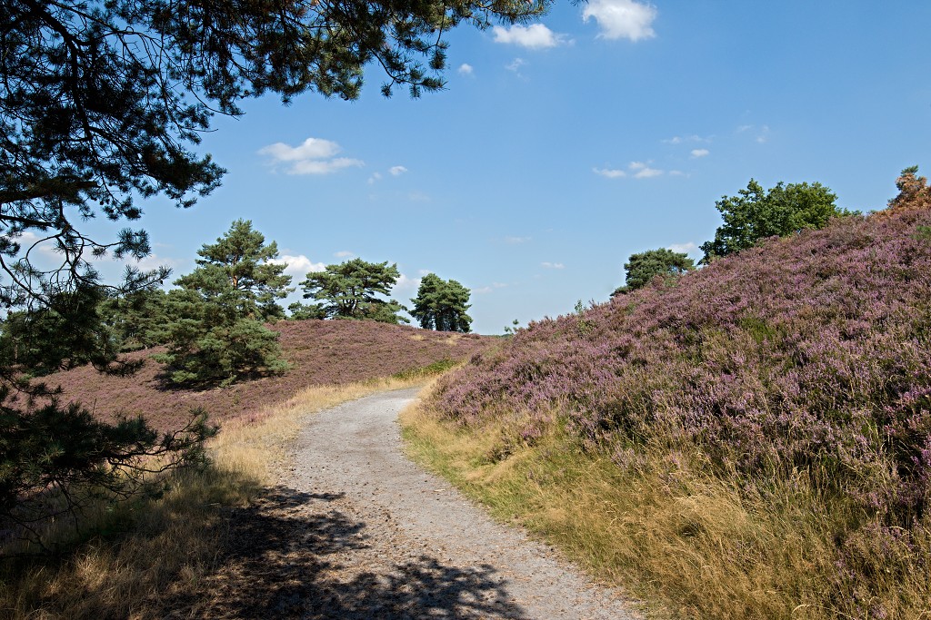 Brunssummerheide heide hei natuurgebied natuurmonumenten natuur recreatiegebied hdr limburg heidelandschap landschap sterrenwacht